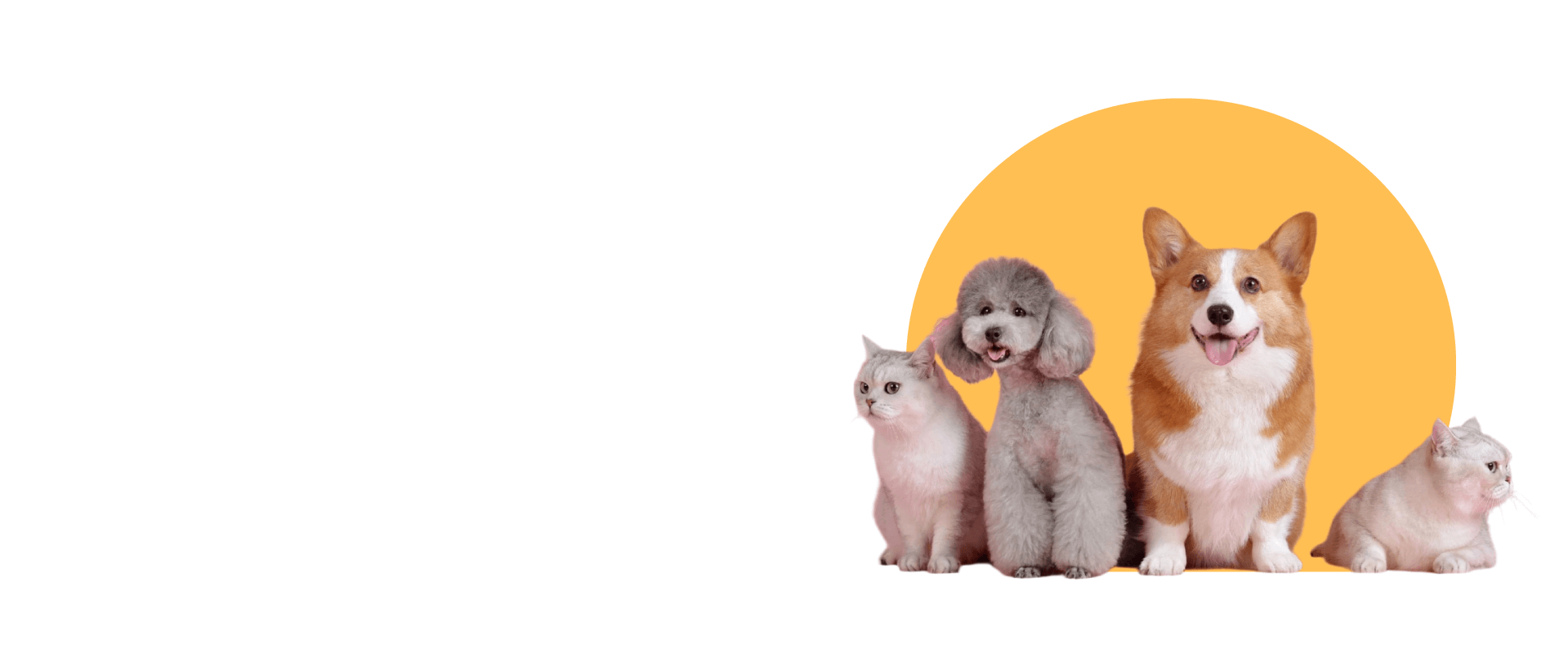 Four dogs and a cat standing together in front of an orange circle on a white background