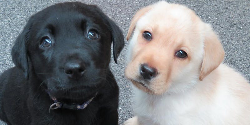 Seeing Eye Dogs Puppy Carer Info Session: Kensington June 15