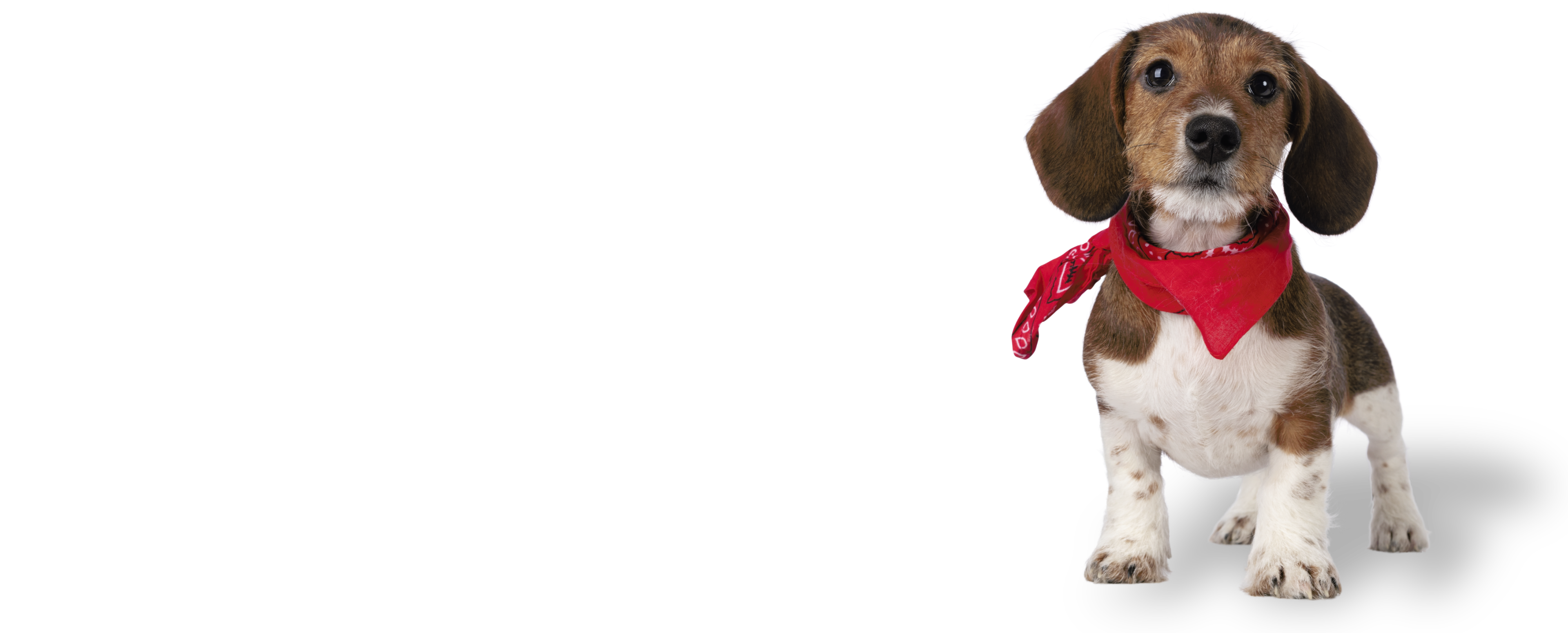 image of a cute dog